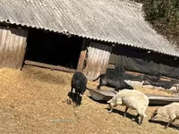 قوچ, Merino sheep — عکس 4