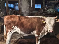 Krava, Simmental cattle — fotografija 2