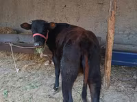 مویشی (گروپ، جنس مذکور نہیں), مویشی — تصویر 1