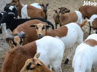 Ovca, Cameroon sheep — fotografija 2