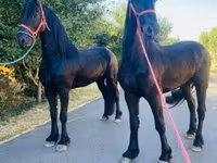 حصان, Friesian — الصورة 4