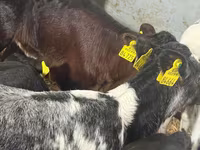 Cattle (batch, sex not specified), Cattle — photo 3