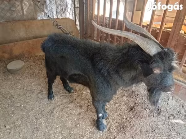 Ziegenbock, Nubian Goat