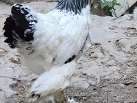 Brahma — foto 1