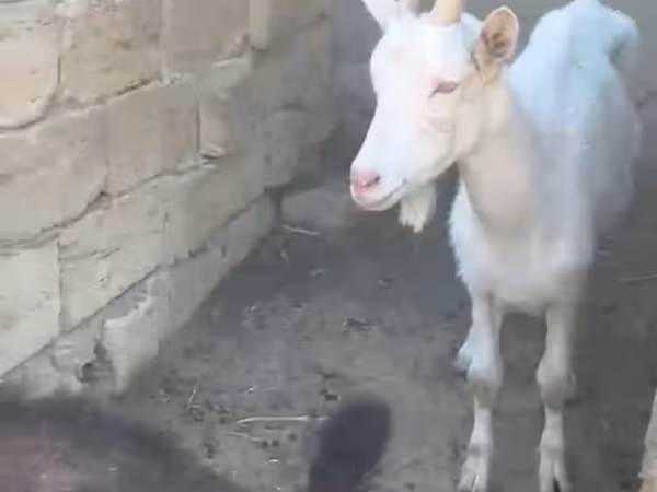 عنزة, الماعز