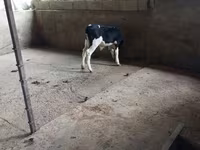 گاو نر, Russian Black pied cattle — عکس 1