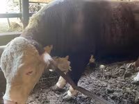 گاو نر, Simmental cattle — عکس 2