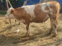 Lembu betina, Simmental cattle — foto 1