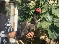 Chickens — foto 2