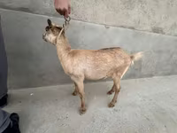 Kambing betina, Alpine goat — foto 7