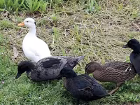 Ducks — sawirka 1