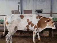 گاو ماده, Simmental cattle — عکس 2