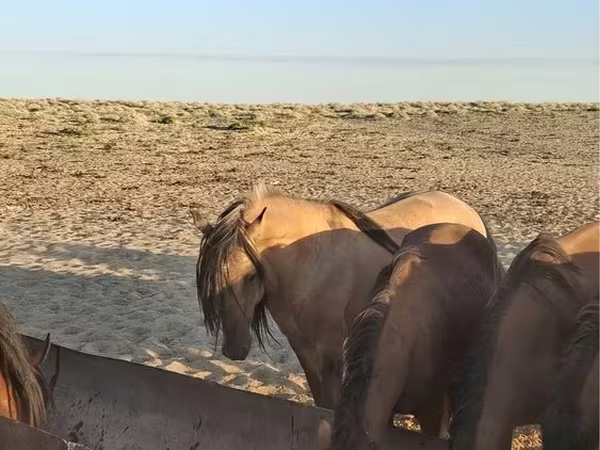 اسب نر, Kazakh horse