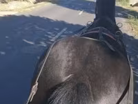 Kuda betina, Hungarian horse breed — foto 3