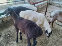 Bélier, Moutons — photo 1