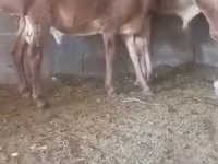 میش, گوسفند — عکس 2