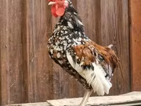 Japanisches Bantam — Foto 1