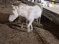 Aygır, Atlar — foto 4