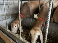 Får, Arashan sheep — foto 1