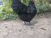 澳洲黑 — 照片 3