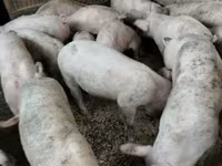 Schweine (Partie, Geschlecht nicht angegeben), Пьетрен — Foto 2