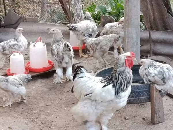 براهما
