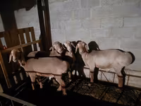 Ovce, Arashan sheep — foto 1