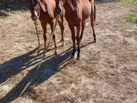 ፈረስ, Horses — ፎቶ 5