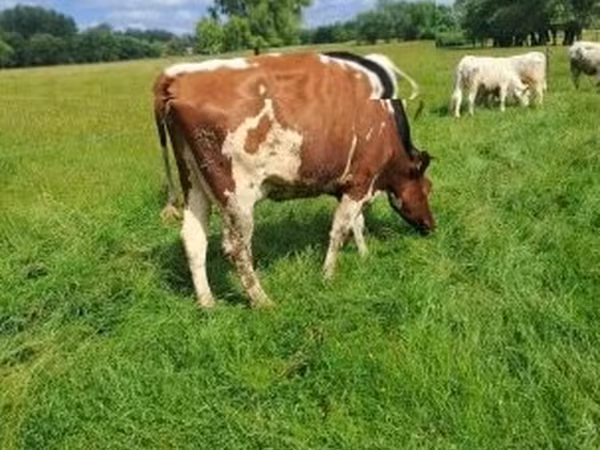 Cow, Simmental cattle — Hungary