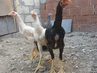 Chickens — foto 2