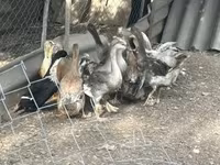 Ducks — լուսանկար 2