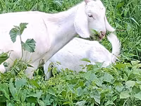 Kozel, Saanen goat — foto 8
