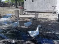 Geese — 사진 3