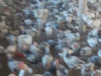 Adler Silver — foto 4