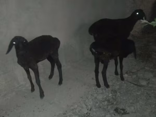 Ovce, Karakul sheep