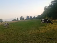 Krava, Holštýnské plemeno — foto 2