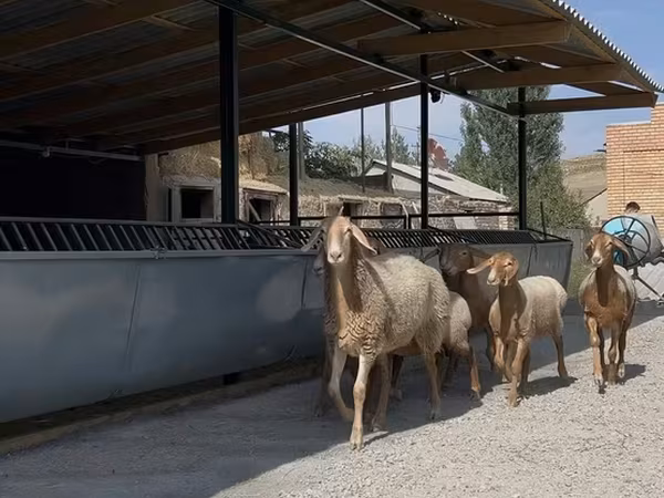 Koyun, Arashan sheep