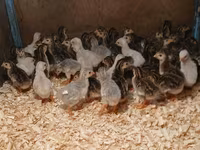 Guinea fowl — φωτογραφία 1