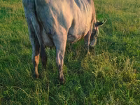 Lo’, Russian Black pied cattle — sawirka 5