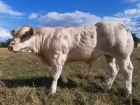 Bull, Charolais cattle — photo 2