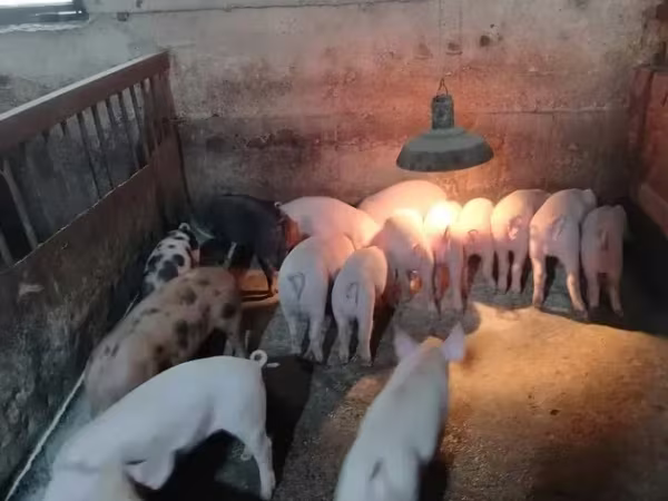 Sow, Pigs — Armenia