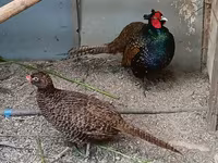 Chickens — عکس 5