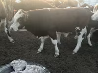Toro, Simmental cattle — foto 7