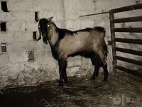 Oğlak, Beetal goats — foto 2