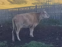 Vacă, Bovine — foto 2