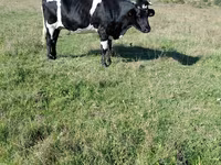 암소, Russian Black pied cattle — 사진 4