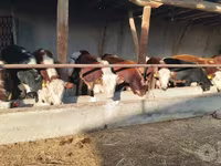 گاو نر, Simmental cattle — عکس 3