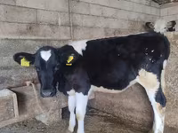 Ko, Russian Black pied cattle — foto 5