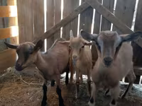 Ri’ dhaddig, Saanen goat — sawirka 5