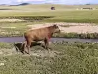 Toro, Bovini — foto 2